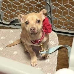 Lost Female Dog last seen 23rd Ave & cherry street , Seattle, WA 98122