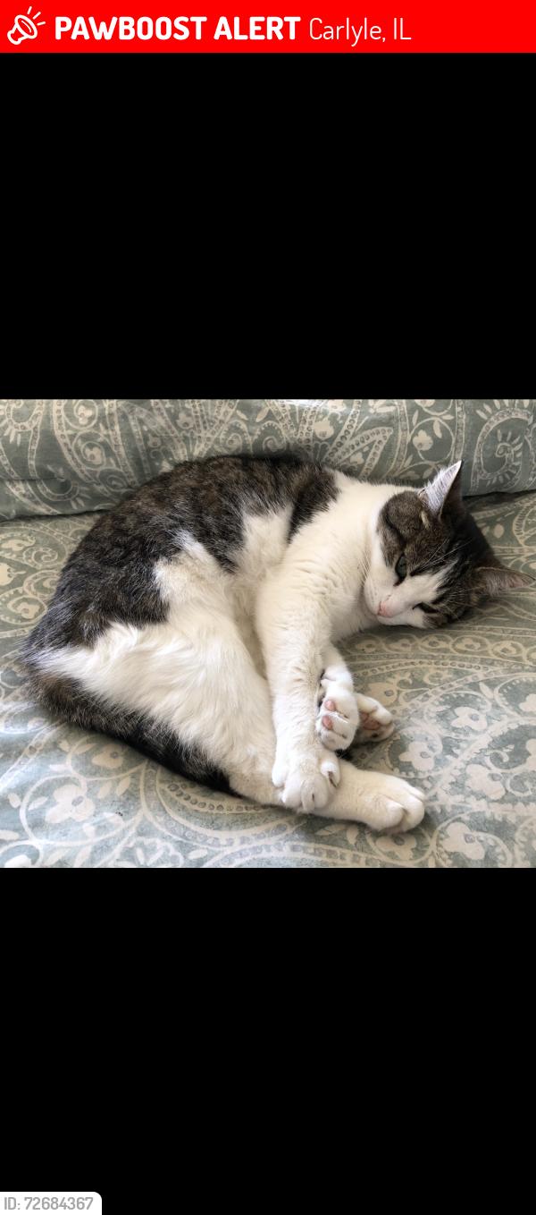 Lost Female Cat last seen Lake Vista Dr near Fish Hatchery Park, Carlyle, IL 62231