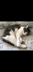 Lost Female Cat last seen Lake Vista Dr near Fish Hatchery Park, Carlyle, IL 62231