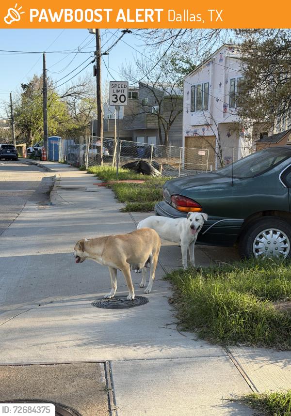 Found/Stray Female Dog last seen 11th St and Bonneville , Dallas, TX 75211