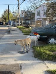 Found/Stray Female Dog last seen 11th St and Bonneville , Dallas, TX 75211