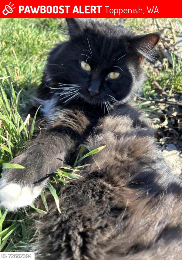 Lost Male Cat last seen West 6th ave Toph Wa, Toppenish, WA 98948