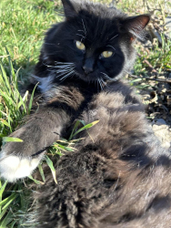 Lost Male Cat last seen West 6th ave Toph Wa, Toppenish, WA 98948