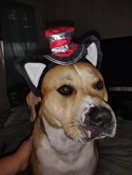 Lost Male Dog last seen Busbys junkyard , Morton, MS 39117
