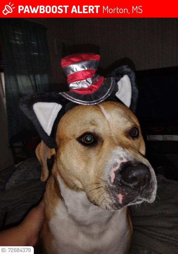 Lost Male Dog last seen Busbys junkyard , Morton, MS 39117