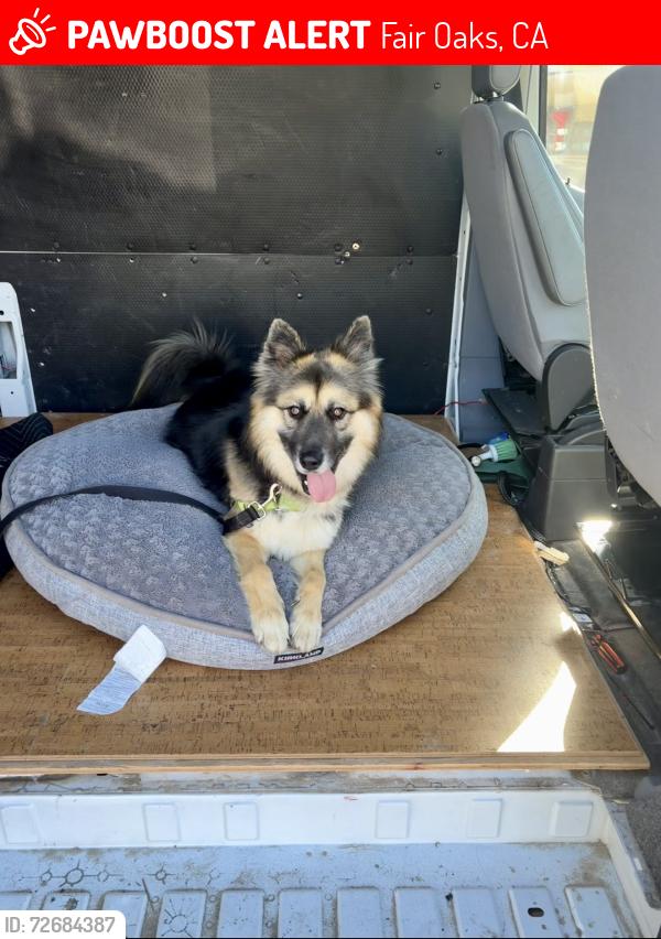 Lost Female Dog last seen Sunrise and primrose , Fair Oaks, CA 95628