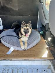 Lost Female Dog last seen Sunrise and primrose , Fair Oaks, CA 95628