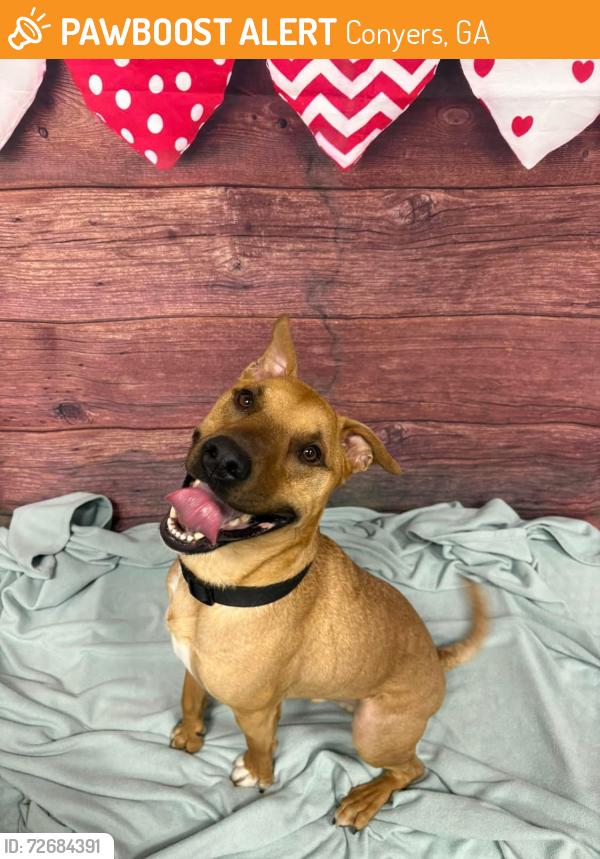 Found/Stray Male Dog last seen Rockdale County Animal Service  1506 Rockbridge Road Conyers, GA 30012, Conyers, GA 30012
