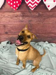 Found/Stray Male Dog last seen Rockdale County Animal Service  1506 Rockbridge Road Conyers, GA 30012, Conyers, GA 30012