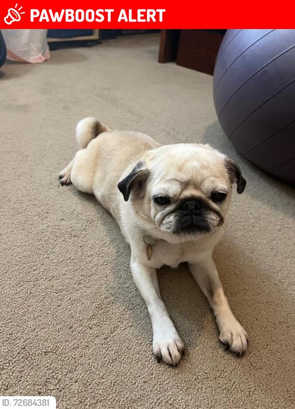 Lost Female Dog last seen Volga St NE, Linwood Township, MN 55092