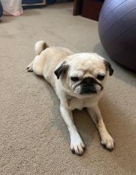 Lost Female Dog last seen Volga St NE, Linwood Township, MN 55092