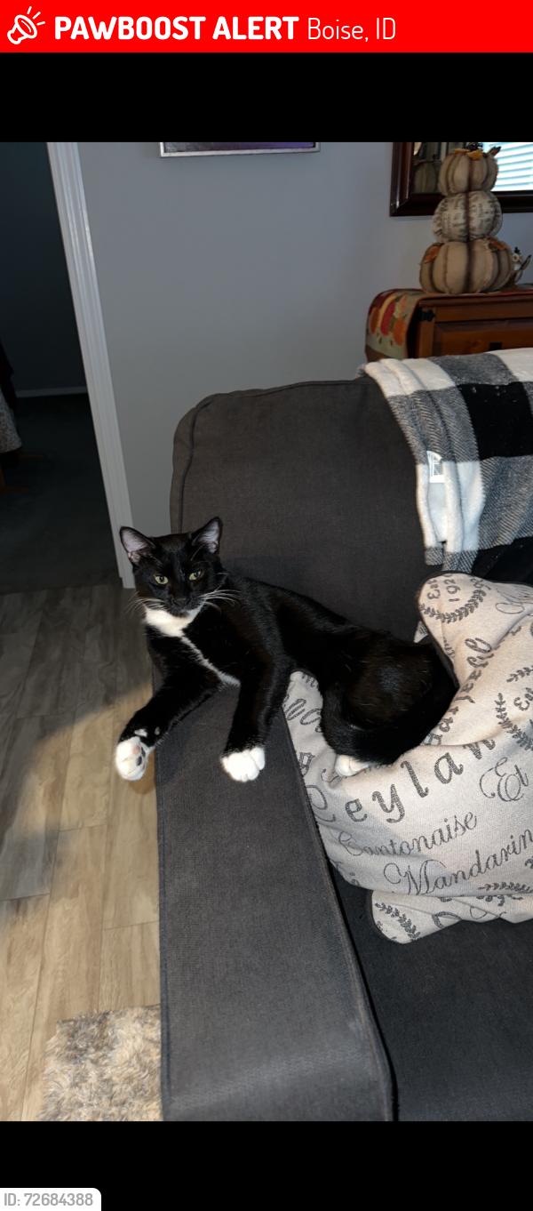 Lost Male Cat last seen Seabreeze lake hazel five mile , Boise, ID 83709
