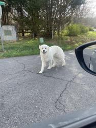 Found/Stray Unknown Dog last seen Red clay road/ farmers pool, Cohutta, GA 30710