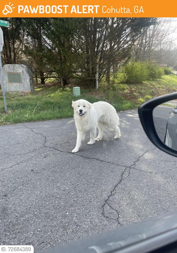 Found/Stray Unknown Dog last seen Red clay road/ farmers pool, Cohutta, GA 30710