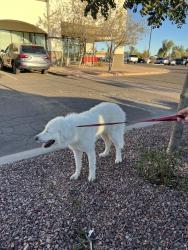 Found/Stray Female Dog last seen Chandler/Dobson, Chandler, AZ 85224