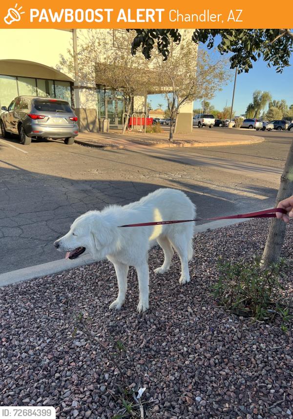 Found/Stray Female Dog last seen Chandler/Dobson, Chandler, AZ 85224