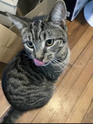 Lost Male Cat last seen Summit St., Durham, NC 27707