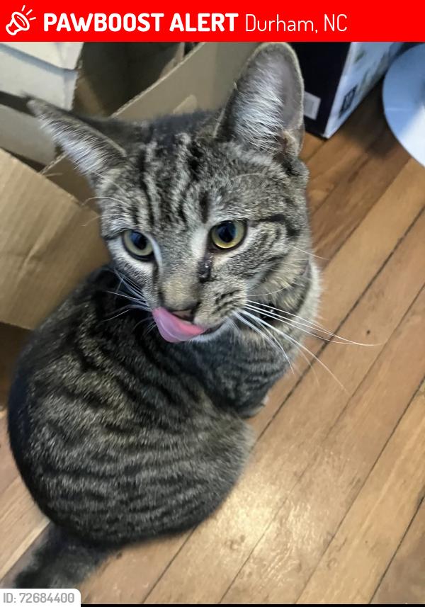Lost Male Cat last seen Summit St., Durham, NC 27707