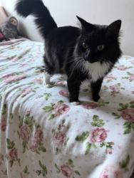 Lost Female Cat last seen Hopewell Road, Cumming, GA 30028