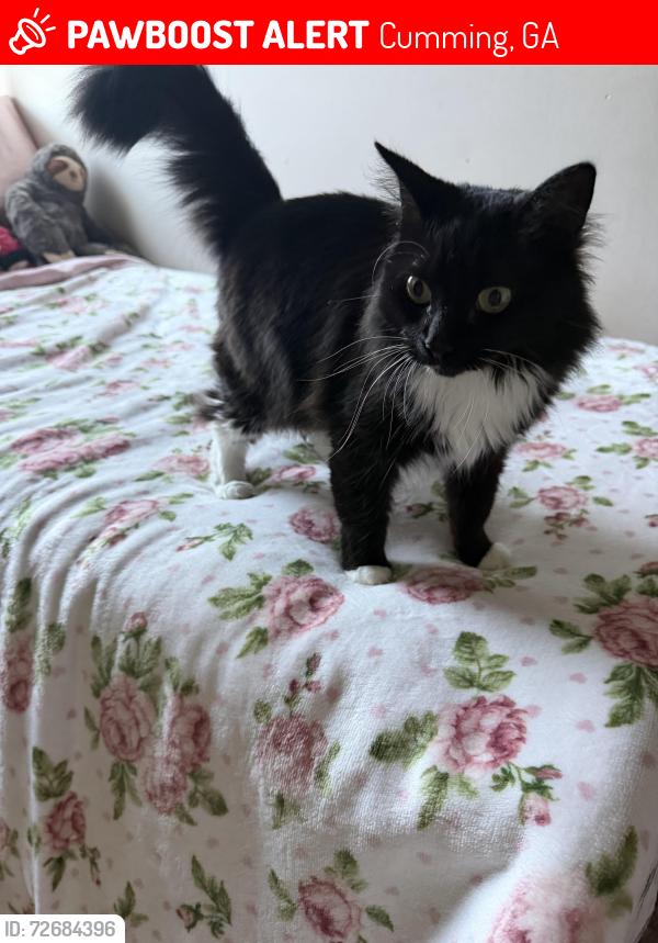 Lost Female Cat last seen Hopewell Road, Cumming, GA 30028