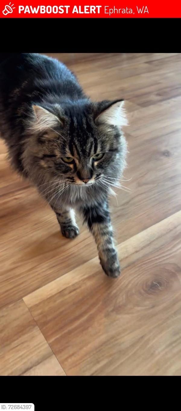 Lost Female Cat last seen Cascade , rail road Ephrata , Ephrata, WA 98823