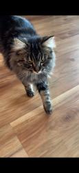 Lost Female Cat last seen Cascade , rail road Ephrata , Ephrata, WA 98823