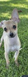 Lost Male Dog last seen Pat Pfeifer Park, Portland, OR 97230