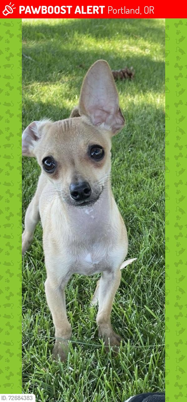Lost Male Dog last seen Pat Pfeifer Park, Portland, OR 97230