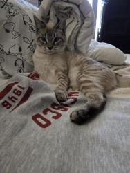 Lost Male Cat last seen Candelaria and menaul, Albuquerque, NM 87110