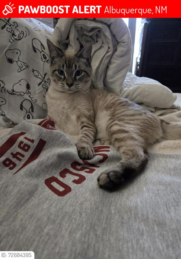 Lost Male Cat last seen Candelaria and menaul, Albuquerque, NM 87110