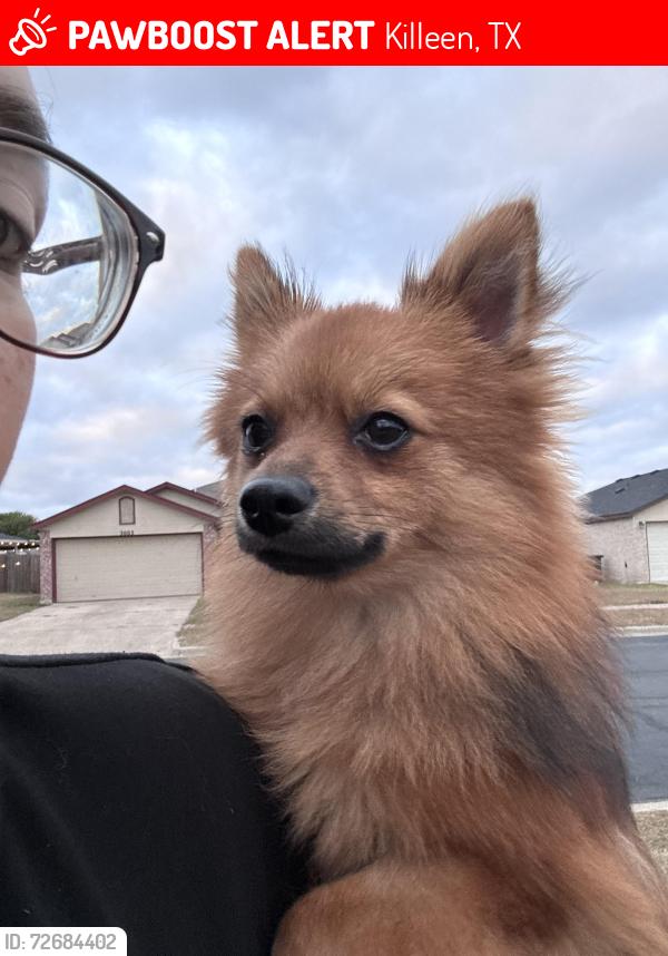 Lost Male Dog last seen Viewcrest dr. een Tx 76549, Killeen, TX 76549