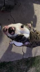 Found/Stray Male Dog last seen 10th and Douglas neighborhood, Midwest City, OK 73110