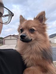Lost Male Dog last seen Viewcrest dr. een Tx 76549, Killeen, TX 76549