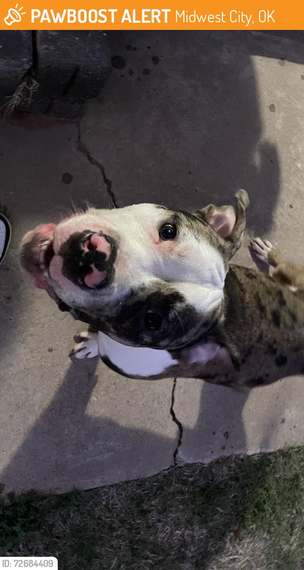 Found/Stray Male Dog last seen 10th and Douglas neighborhood, Midwest City, OK 73110