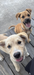 Found/Stray Unknown Dog last seen Sue street and Grand street, Liberty, TX 77575