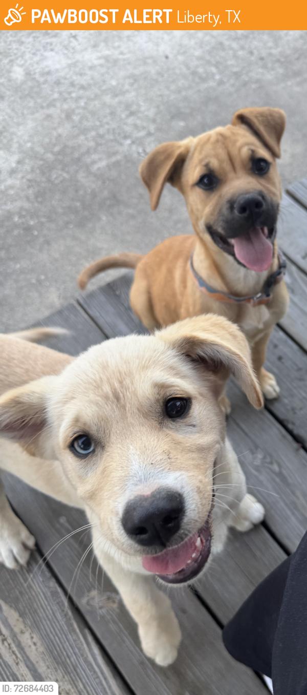 Found/Stray Unknown Dog last seen Sue street and Grand street, Liberty, TX 77575