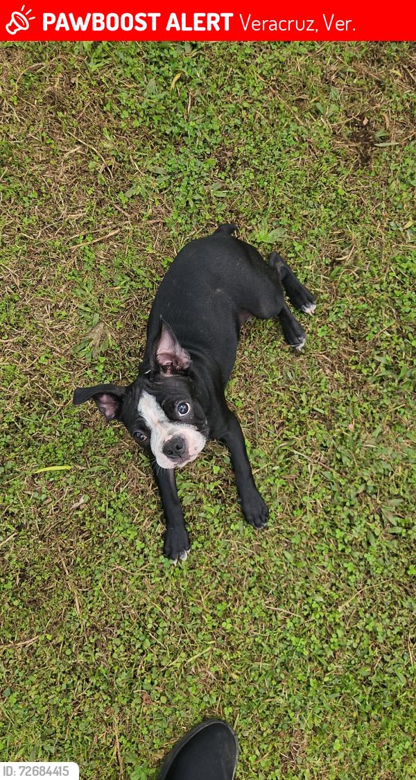 Lost Male Dog last seen Calle Playa la quebrada, Playa linda, veracruz, Veracruz, Ver. 91810