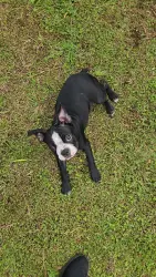 Lost Male Dog last seen Calle Playa la quebrada, Playa linda, veracruz, Veracruz, Ver. 91810