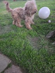 Found/Stray Male Dog last seen South Euless main and pipeline, Euless, TX 76040