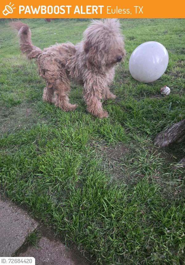 Found/Stray Male Dog last seen South Euless main and pipeline, Euless, TX 76040