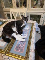 Lost Male Cat last seen Oxford Cir, Vero Beach FL, Vero Beach, FL 32966