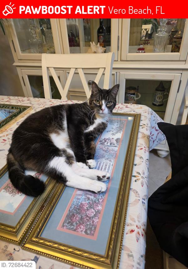 Lost Male Cat last seen Oxford Cir, Vero Beach FL, Vero Beach, FL 32966