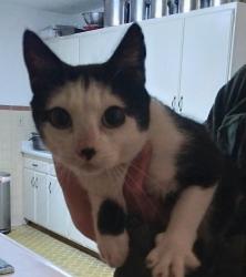 Found/Stray Unknown Cat last seen N 1st St and Pelly Ave N, Renton, WA 98057