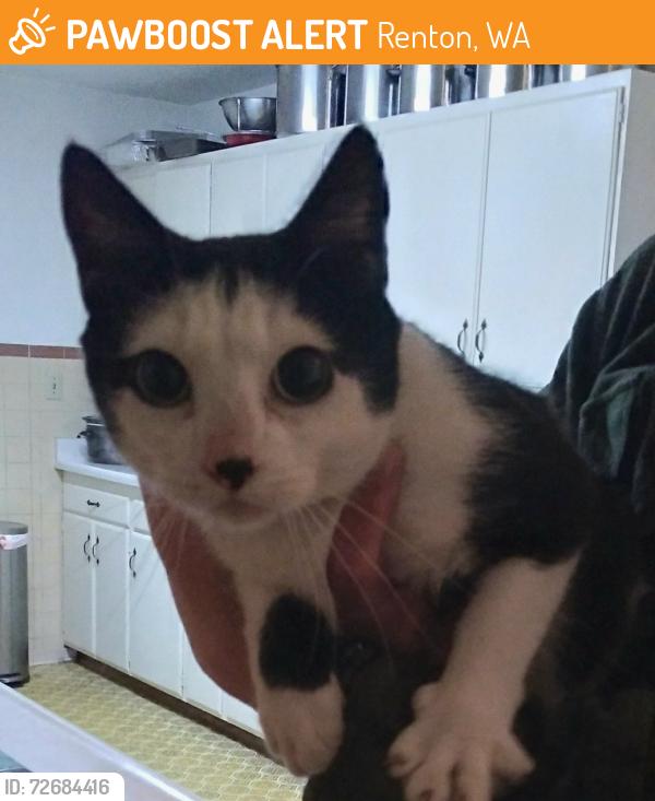 Found/Stray Unknown Cat last seen N 1st St and Pelly Ave N, Renton, WA 98057
