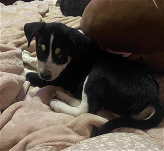 Shelter Stray Female Dog last seen , San Antonio, TX 78227