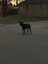 Found/Stray Unknown Dog last seen Independence and Liberty Boulevard , Abilene, TX 79601