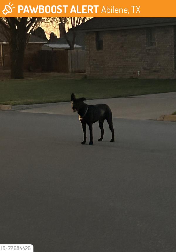 Found/Stray Unknown Dog last seen Independence and Liberty Boulevard , Abilene, TX 79601