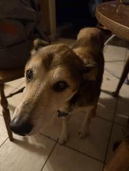 Lost Male Dog last seen Thompson Circle, Lorena, TX 76655