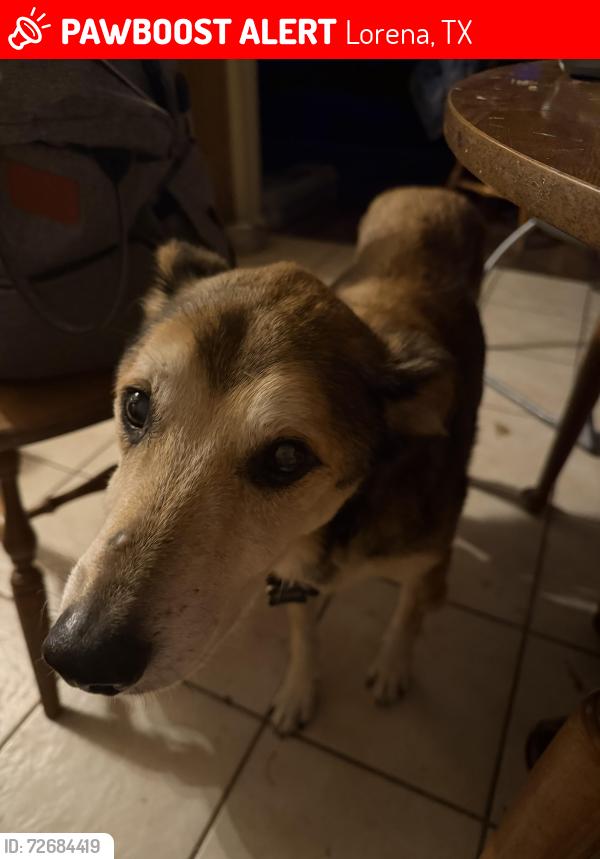Lost Male Dog last seen Thompson Circle, Lorena, TX 76655