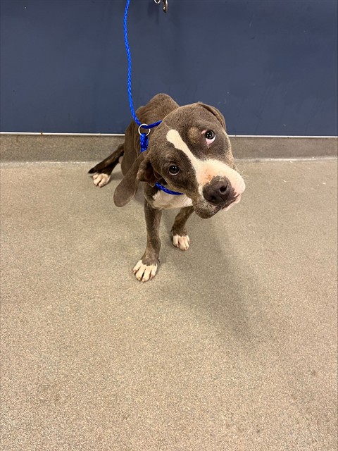 Shelter Stray Female Dog last seen Near BLOCK NE 30TH AVE, Doral, FL 33122